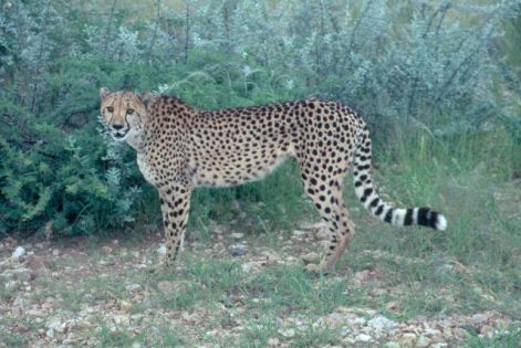 1gepard.jpg