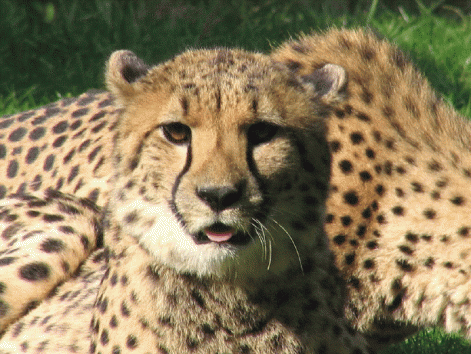 gepard1.gif